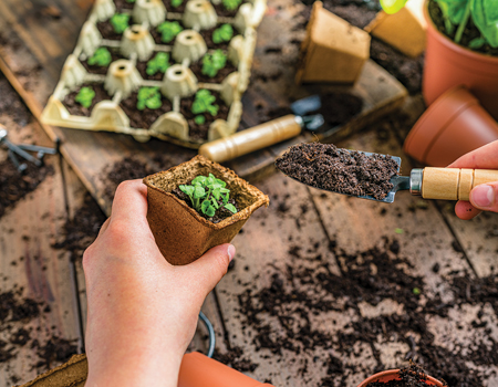 May gardening jobs: Sow cool season herbs
