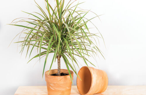 Dracaena