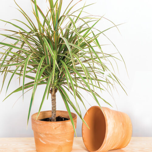 Dracaena