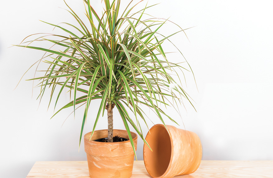 Dracaena