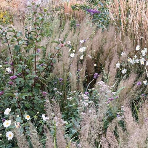 Advice Garden design ideas