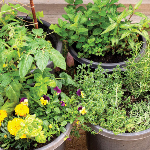 Advice Grow potted produce