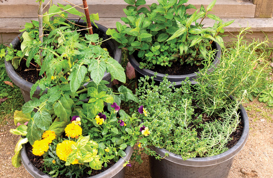 Grow potted produce