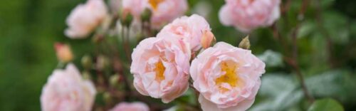 roses header image