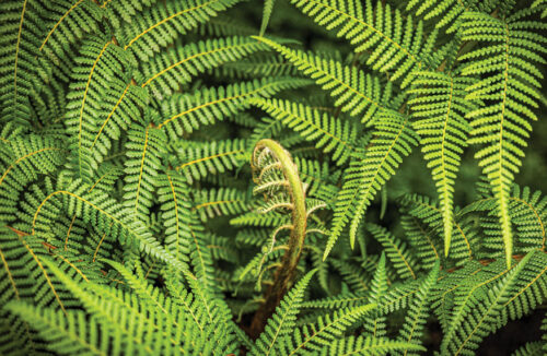 Tree fern