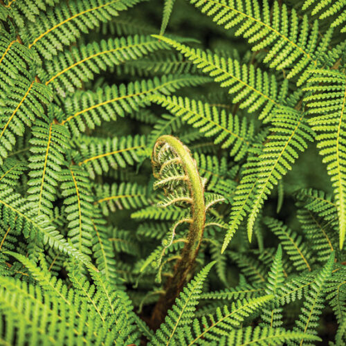 Tree fern