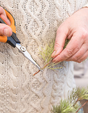 Take cutting of woolly bush
