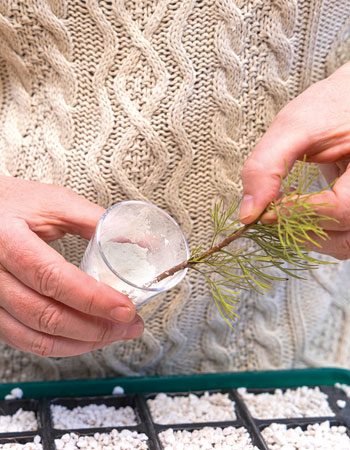 Apply hormone powder to woolly bush cutting