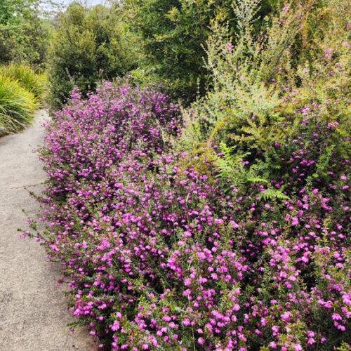 Native river rose