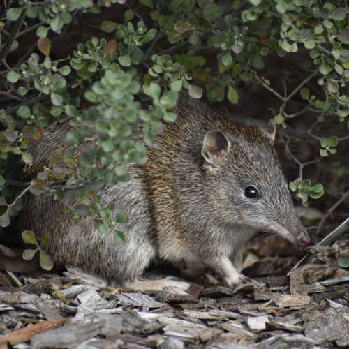 Gardens for Wildlife and Bandicoots Bandicoot