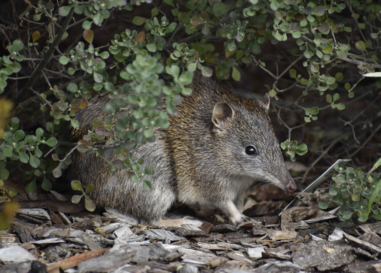 Bandicoot