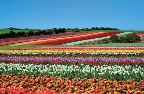 Tasmania gardens