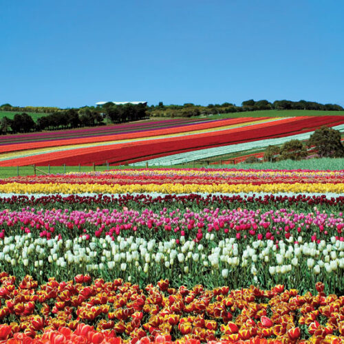 Tasmania gardens