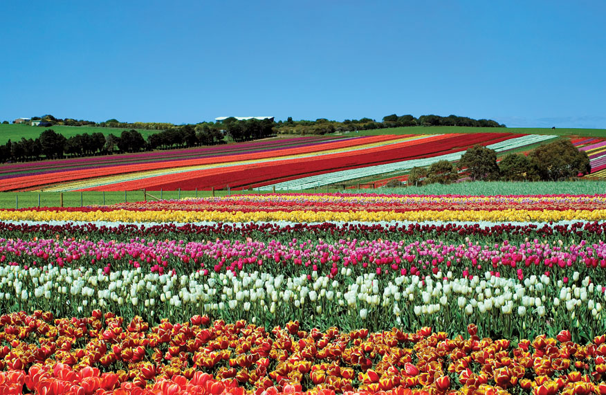 Tasmania gardens