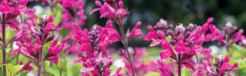salvias