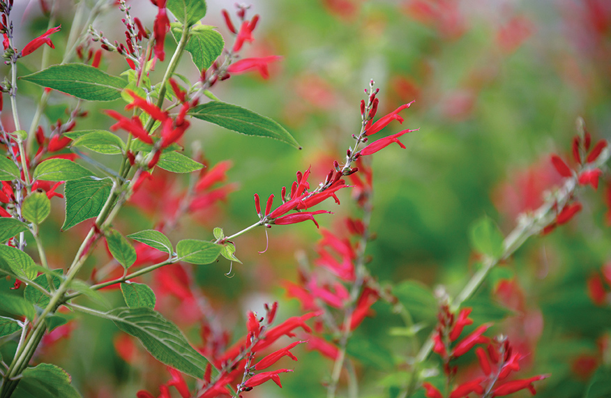 winter-flowering salvias