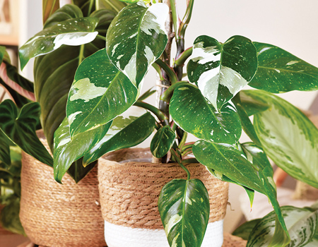 June gardening jobs