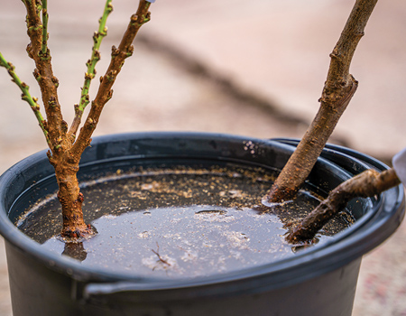 June gardening jobs