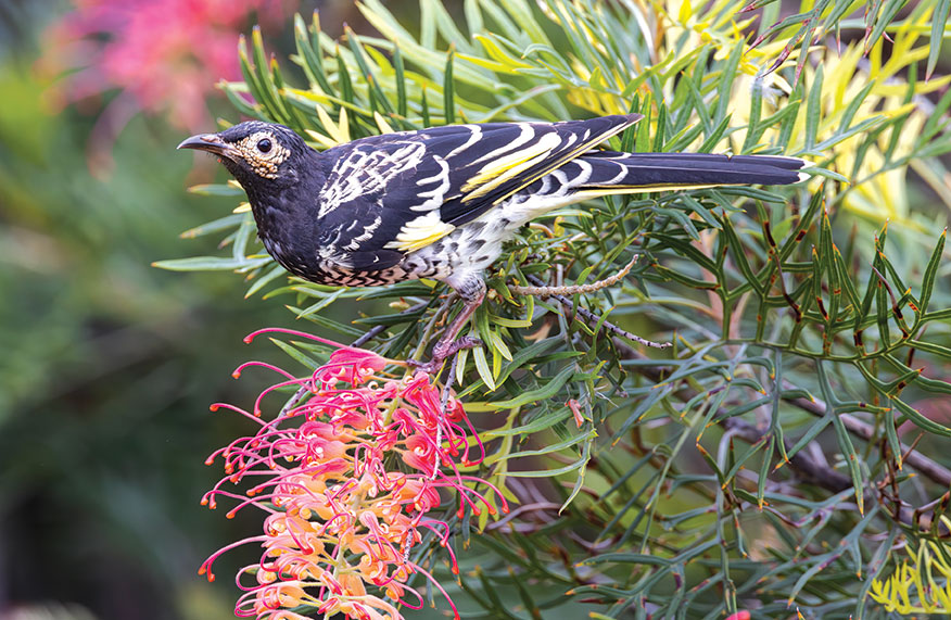 Bird-friendly garden