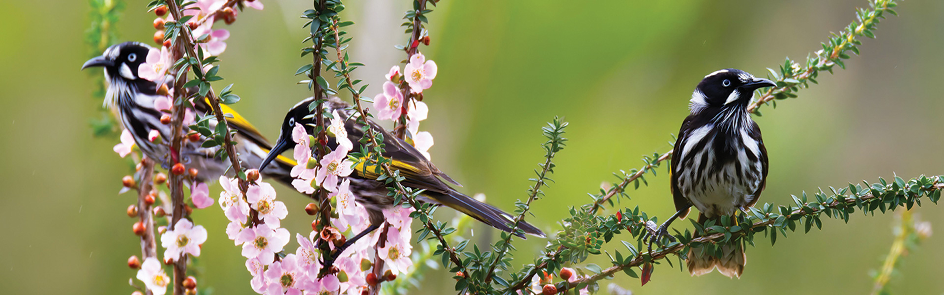 bird-friendly garden