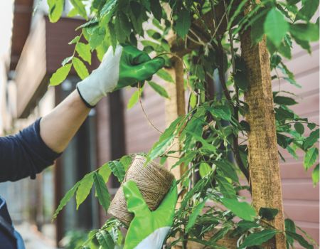 July gardening jobs