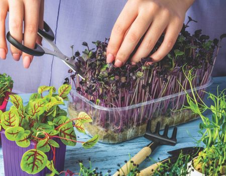 July gardening jobs