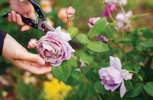 A year in the life of your new rose