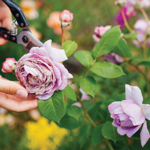 A year in the life of your new rose