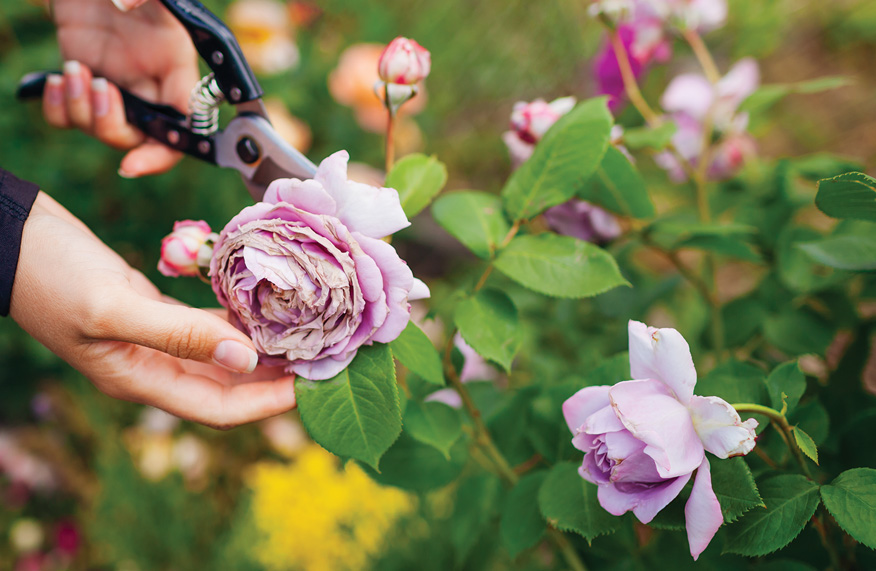 A year in the life of your new rose