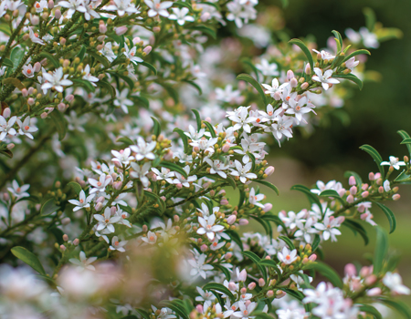 winter plants