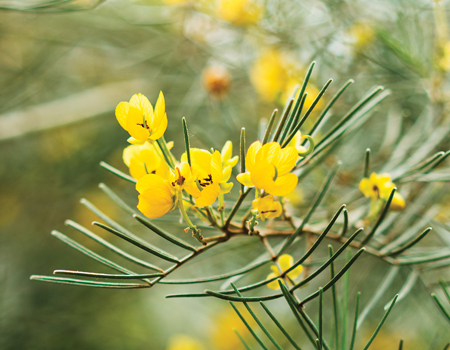 Silver cassia