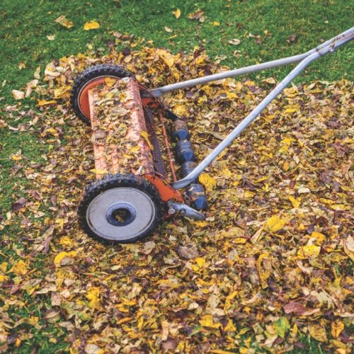 Winter lawn care