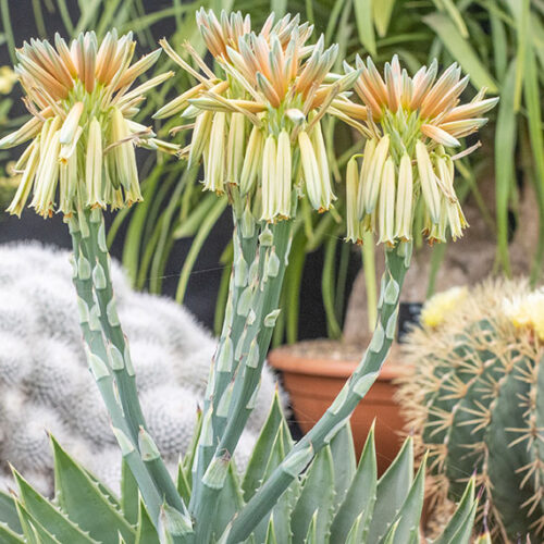 Aloes