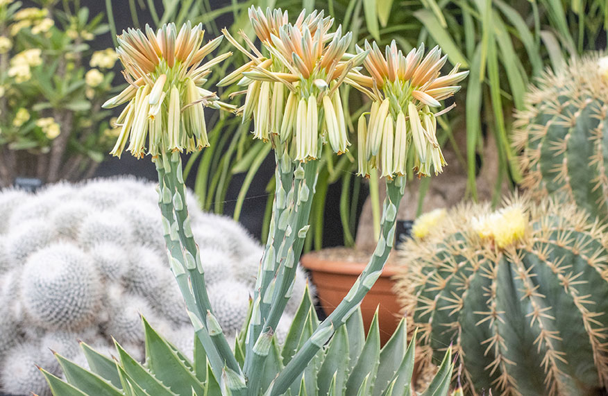 Aloes