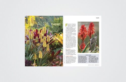 Aloes