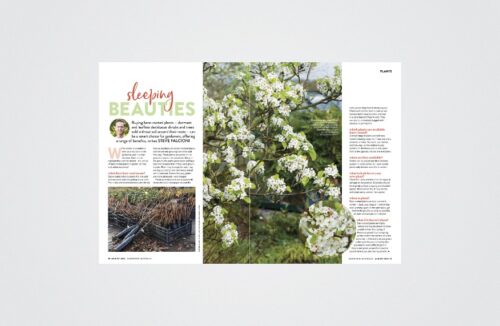 Bare-rooted plants