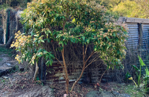 Under-pruning