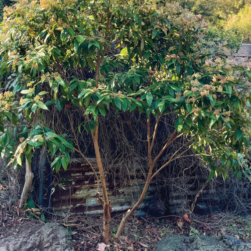 Under-pruning
