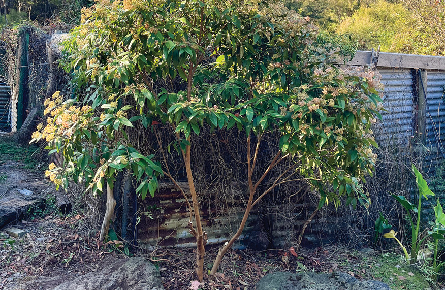 Under-pruning