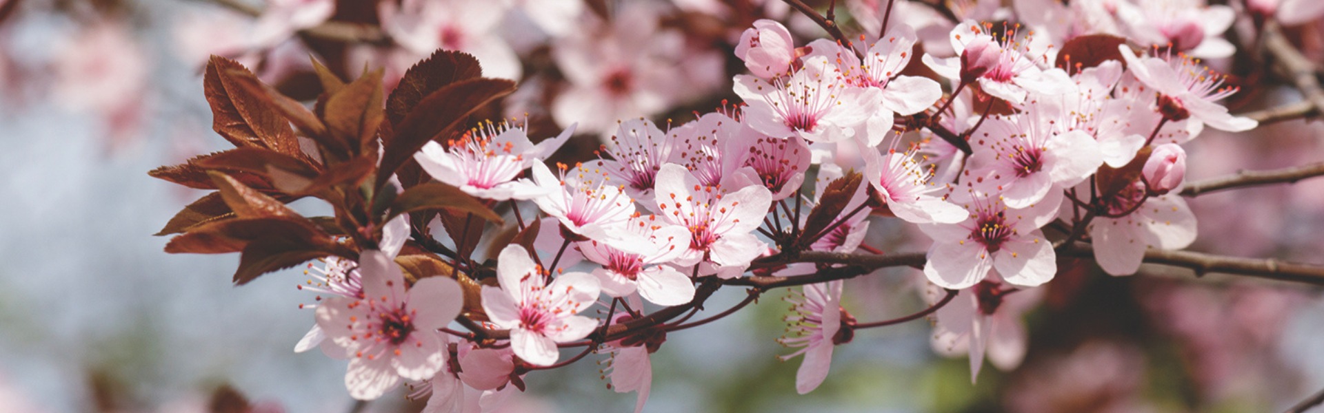 bare-rooted ornamentals