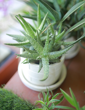 Star aloes