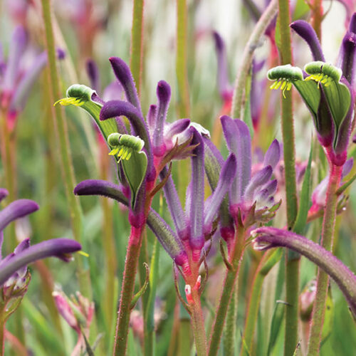 Kangaroo paws