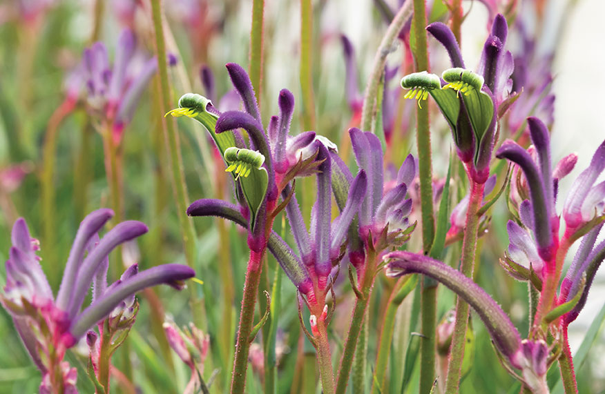 Kangaroo paws