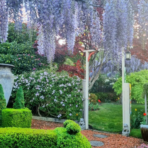 Leura Gardens Festival 2025 Wisteria