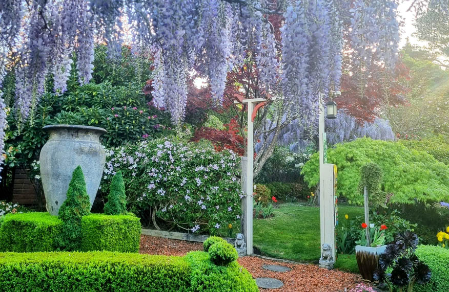 Wisteria