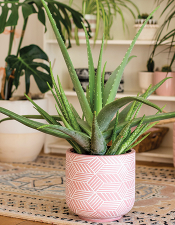 Aloe vera
