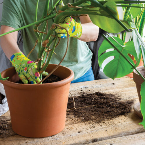 Potting mix