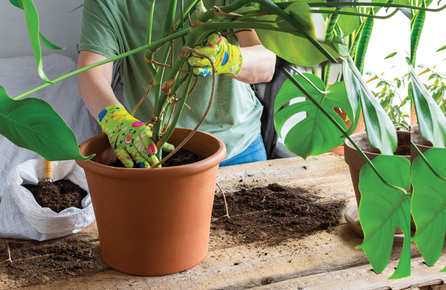 Potting mix