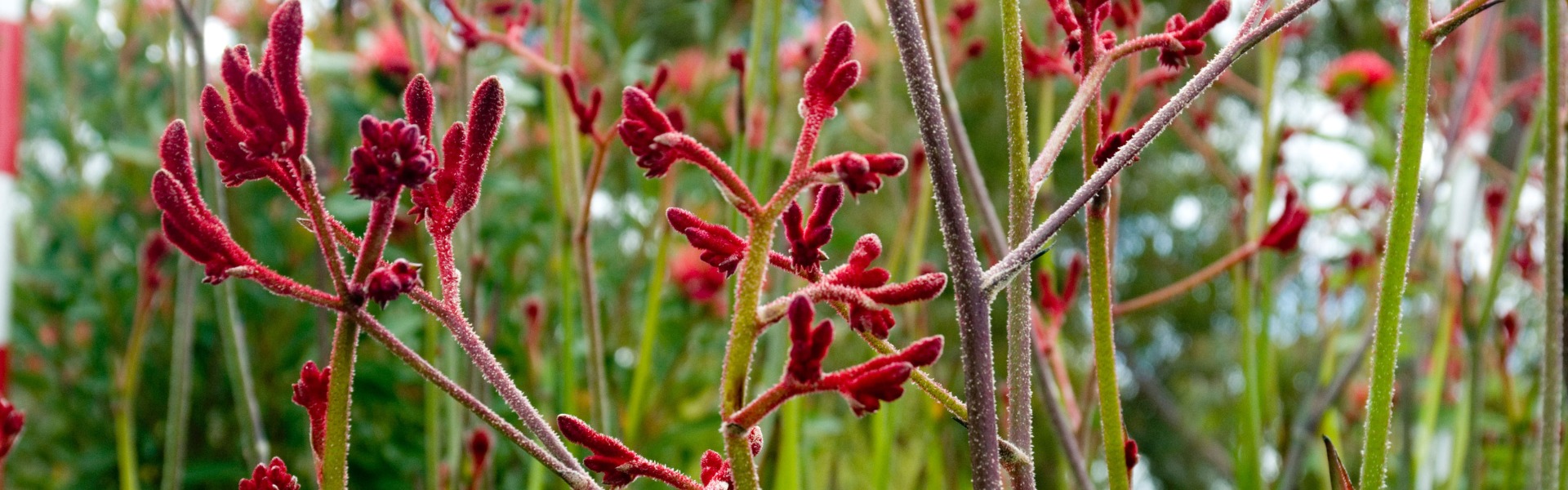 Kangaroo paw