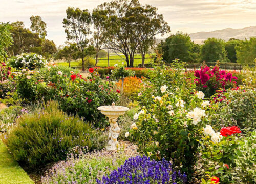 Barossa Garden